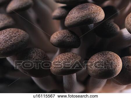 Stock Photo - Mushroom, Growth, Large Group Of Objects, Food And Drink, Close-Up. Fotosearch