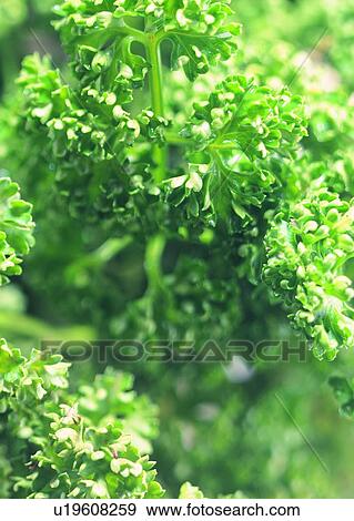 Stock Photo - Natural, Green, Uncut, Large Group Of Objects, Close-Up, Parsley. Fotosearch