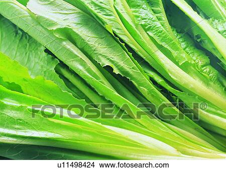 Produce, Spinach, Large Group Of Objects, Leaf, Uncut, Vegetable View Large Photo Image Picture - Produce, Spinach, Large Group Of Objects, Leaf, Uncut, Vegetable. Fotosearch