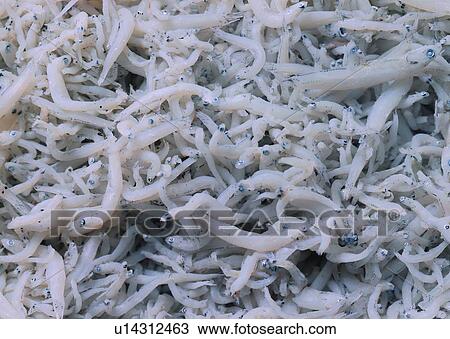 Sliced, Ingredient, Food And Drink, Slivers, Cut View Large Photo Image Stock Image - Sliced, Ingredient, Food And Drink, Slivers, Cut. Fotosearch