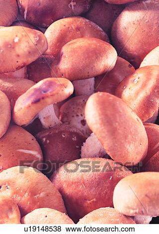 Stack, Background, Potato, Large Group Of Objects, Raw, Tuber View Large Photo Image Stock Photo - Stack, Background, Potato, Large Group Of Objects, Raw, Tuber. Fotosearch