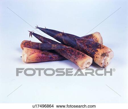 bamboo sprout, plant, bamboo shoots, vegetable, fresh View Large Photo Image Picture - bamboo sprout, plant, bamboo shoots, vegetable, fresh. Fotosearch