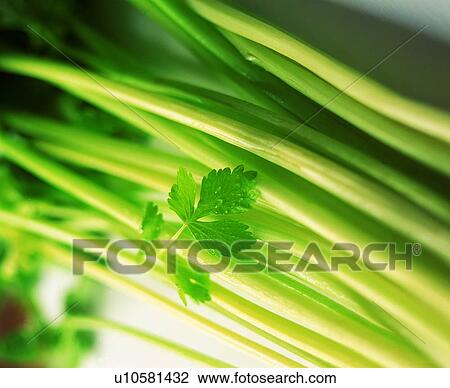 celery, green, fresh, vegetable View Large Photo Image Stock Image - celery, green, fresh, vegetable. Fotosearch