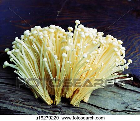 day lily, fresh, vegetable, cream-colored View Large Photo Image Stock Image - day lily, fresh, vegetable, cream-colored. Fotosearch