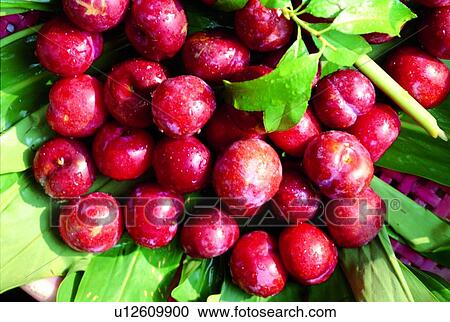 Stock Image - fresh, cherry, fruit, pink. Fotosearch