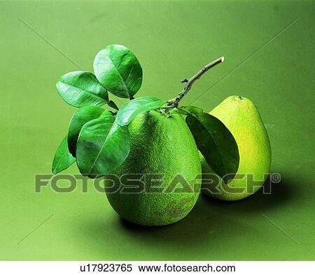 fresh, fruit, pear, green View Large Photo Image Stock Photography - fresh, fruit, pear, green. Fotosearch