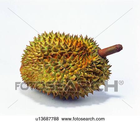 fruit, fresh, durian, thorn View Large Photo Image Stock Photo - fruit, fresh, durian, thorn. Fotosearch
