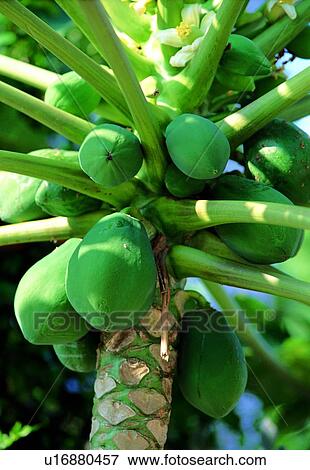 fruit, fresh, green, papaya View Large Photo Image Stock Photo - fruit, fresh, green, papaya. Fotosearch