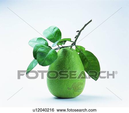 Stock Photograph - fruit, fresh, green, pear. Fotosearch