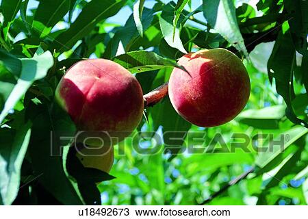 fruit, fresh, peach, pink View Large Photo Image Stock Image - fruit, fresh, peach, pink. Fotosearch