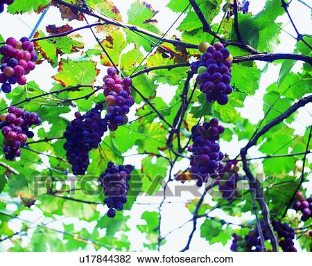 fruit, fresh, purple, grape View Large Photo Image Stock Image - fruit, fresh, purple, grape. Fotosearch