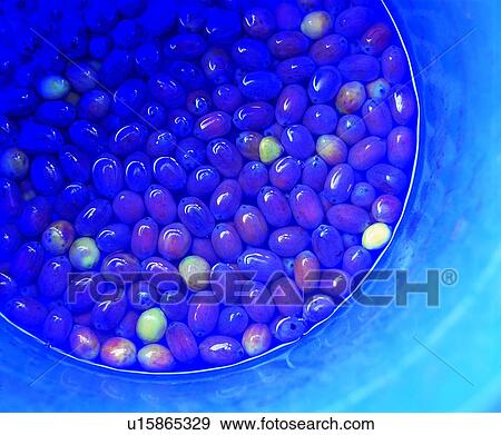 fruit, fresh, purple, grape View Large Photo Image Stock Photo - fruit, fresh, purple, grape. Fotosearch