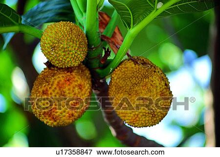 fruit, fresh View Large Photo Image Stock Photo - fruit, fresh. Fotosearch