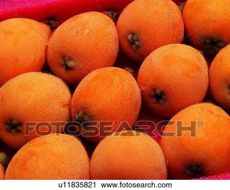 Stock Image - fruit, fresh, yellow, loquat, its fruit. Fotosearch