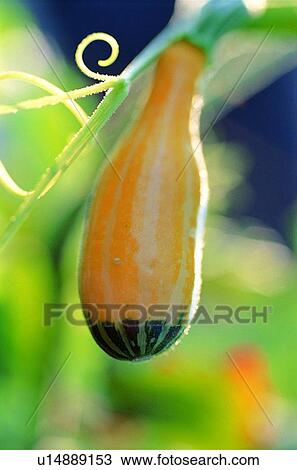 Stock Image - fruit, fresh, yellow, pumpkin. Fotosearch