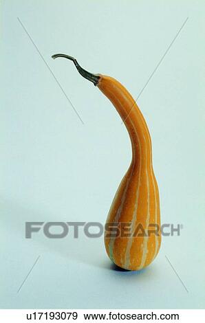 Stock Photo - fruit, fresh, yellow, pumpkin. Fotosearch