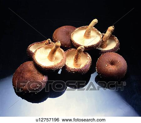 Stock Photograph - mushrooms, vegetable, plant. Fotosearch