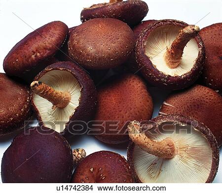 plant, mushrooms, vegetable View Large Photo Image Picture - plant, mushrooms, vegetable. Fotosearch