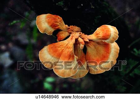plant, vegetable, mushrooms View Large Photo Image Stock Photograph - plant, vegetable, mushrooms. Fotosearch