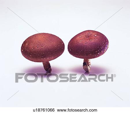 Stock Photograph - plant, vegetable, mushrooms. Fotosearch