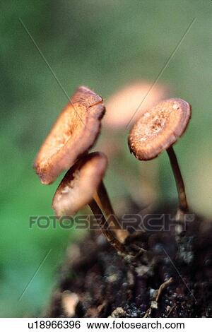 plant, vegetable, mushrooms View Large Photo Image Stock Photograph - plant, vegetable, mushrooms. Fotosearch
