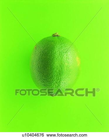 sour, green lemon, fresh, fruit View Large Photo Image Stock Photograph - sour, green lemon, fresh, fruit. Fotosearch