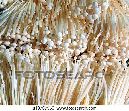 vegetable, fresh, day lily, cream-colored View Large Photo Image Stock Photograph - vegetable, fresh, day lily, cream-colored. Fotosearch