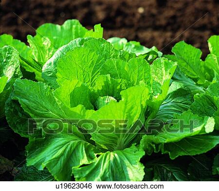 vegetable, fresh, green, cabbage View Large Photo Image Stock Photograph - vegetable, fresh, green, cabbage. Fotosearch