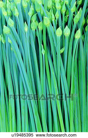 Stock Photography - vegetable, fresh, green, leeks. Fotosearch