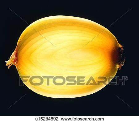 vegetable, fresh, onion View Large Photo Image Stock Image - vegetable, fresh, onion. Fotosearch