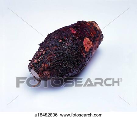 vegetable, fresh, plant, yam View Large Photo Image Stock Photograph - vegetable, fresh, plant, yam. Fotosearch