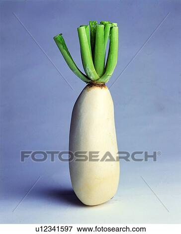 white, radish, fresh, vegetable View Large Photo Image Stock Photo - white, radish, fresh, vegetable. Fotosearch