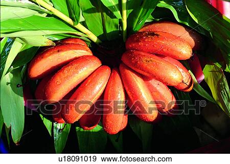 yellow, banana, fresh, sweet, fruit View Large Photo Image Stock Photo - yellow, banana, fresh, sweet, fruit. Fotosearch