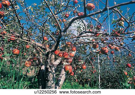 Apple Tree, Close-Up, Clear Sky, Branch, Apple View Large Photo Image Stock Photograph - Apple Tree, Close-Up, Clear Sky, Branch, Apple. Fotosearch