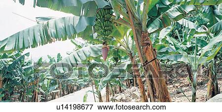 Banana, Crop, Cultivated, Day, Farm View Large Photo Image Stock Photo - Banana, Crop, Cultivated, Day, Farm. Fotosearch