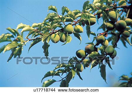 Blue, Branch, Clear Sky, Close-Up, Crop View Large Photo Image Picture - Blue, Branch, Clear Sky, Close-Up, Crop. Fotosearch
