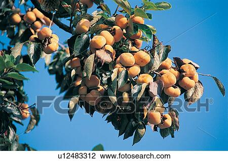 Stock Image - Blue, Branch, Clear Sky, Close-Up, Crop. Fotosearch