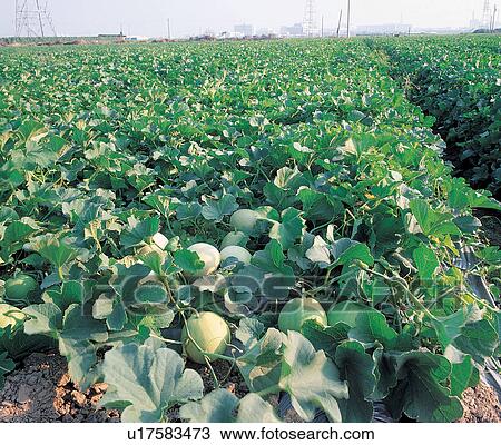 Stock Image - Botany, Refreshment, Fruits And Drink, Vegetable Garden, Vegetable, Leaves. Fotosearch