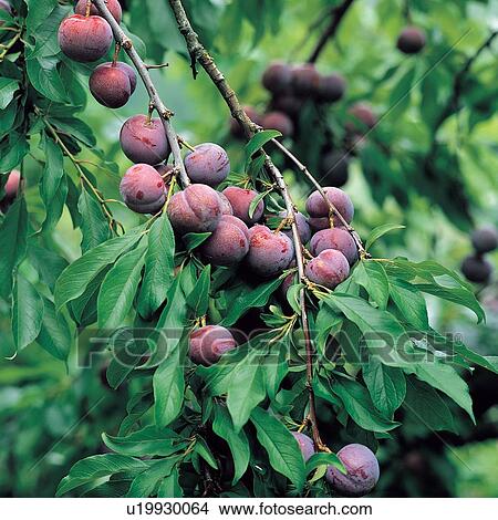 Picture - Branch, Bunch, Close-Up, Crop, Cultivated. Fotosearch