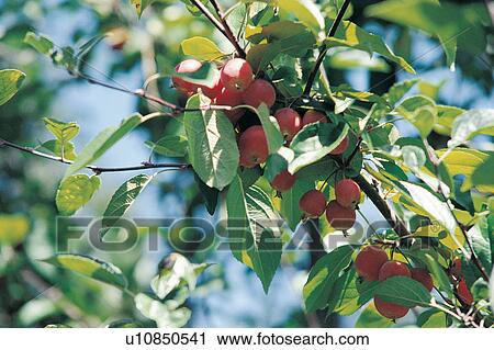 Stock Image - Branch, Bunch, Close-Up, Crop, Cultivated. Fotosearch