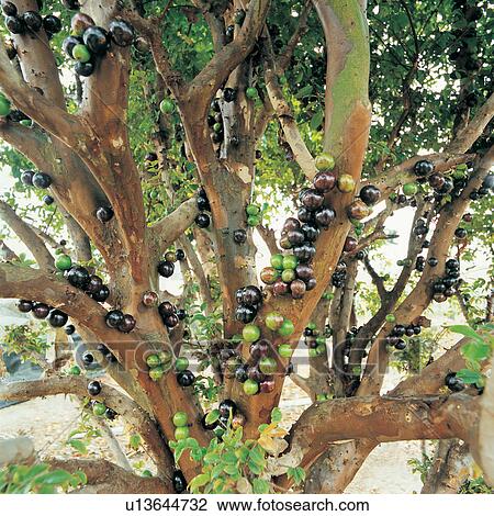Branch, Bunch, Close-Up, Crop, Cultivated View Large Photo Image Stock Image - Branch, Bunch, Close-Up, Crop, Cultivated. Fotosearch