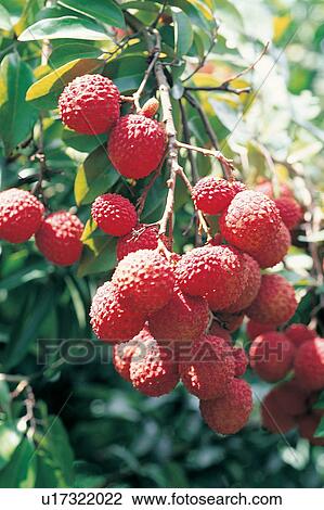 Stock Image - Branch, Bunch, Close-Up, Crop, Cultivated. Fotosearch
