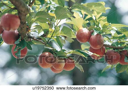 Branch, Bunch, Close-Up, Crop, Cultivated View Large Photo Image Stock Image - Branch, Bunch, Close-Up, Crop, Cultivated. Fotosearch
