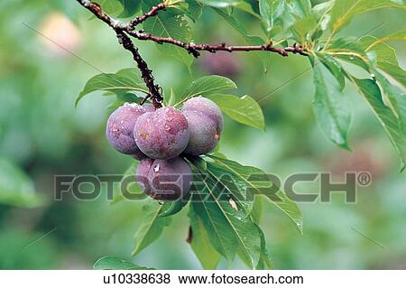 Stock Photo - Branch, Bunch, Close-Up, Crop, Cultivated. Fotosearch