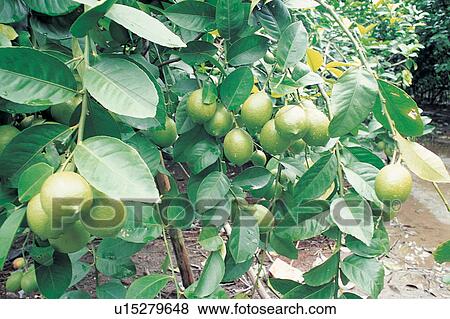 Stock Photo - Branch, Bunch, Close-Up, Crop, Cultivated. Fotosearch