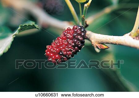 Stock Image - Branch, Close-Up, Crop, Cultivated, Day. Fotosearch