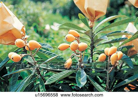 Branch, Close-Up, Crop, Cultivated, Day View Large Photo Image Stock Photo - Branch, Close-Up, Crop, Cultivated, Day. Fotosearch
