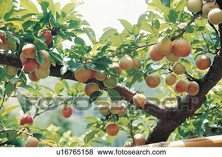 Stock Photo - Branch, Close-Up, Crop, Cultivated, Day. Fotosearch