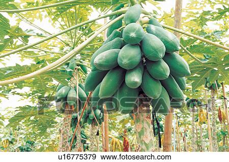 Stock Photo - Branch, Close-Up, Crop, Cultivated, Day. Fotosearch