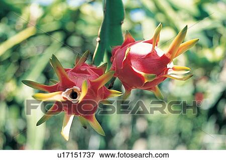 Stock Photo - Branch, Close-Up, Crop, Cultivated, Day. Fotosearch